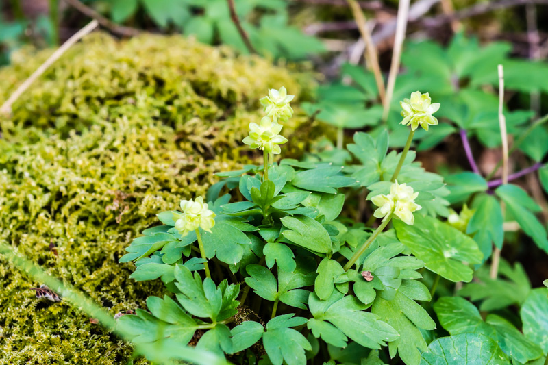 Adoxa moschatellina / Moscatella